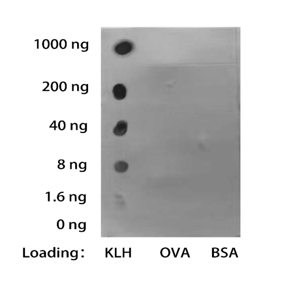 NA0175_Mouse Anti KLH Antibody, mAb - 图片 2