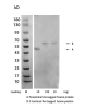 NA0051_Rabbit Anti Avi Tag Antibody[HRP], pAb - 图片 2