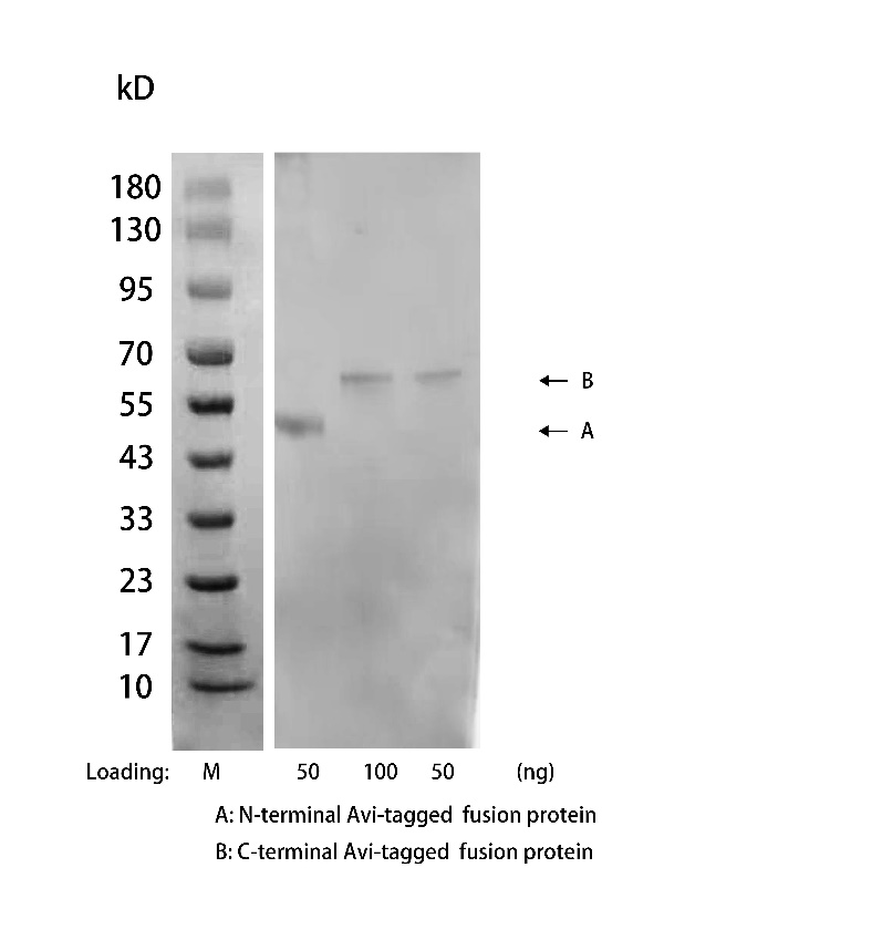 NA0051_Rabbit Anti Avi Tag Antibody[HRP], pAb