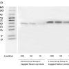 NA0084_Mouse Anti Strep II Tag Antibody, mAb - 图片 2