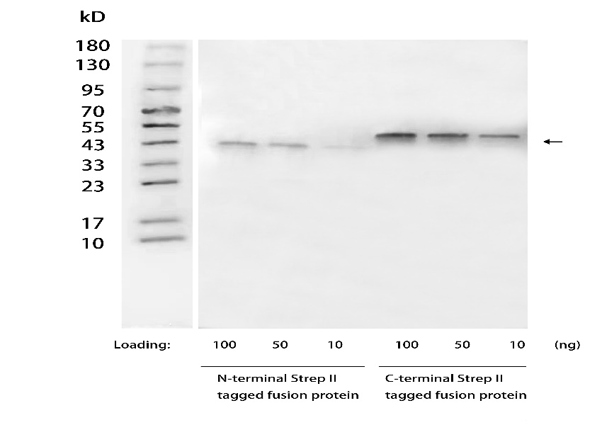 NA0084_Mouse Anti Strep II Tag Antibody, mAb