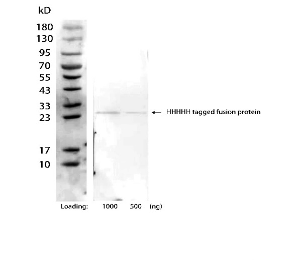 NA0090_Mouse Anti-Rabbit IgG Antibody[HRP], mAb