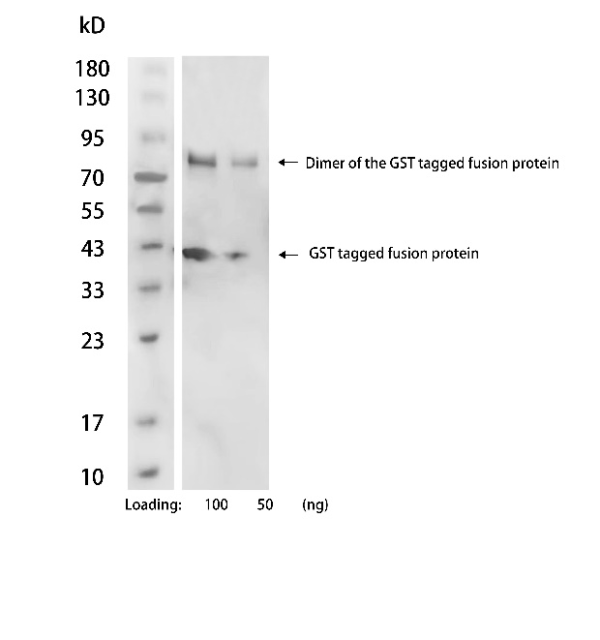 NA0090_Mouse Anti-Rabbit IgG Antibody[HRP], mAb - 图片 4