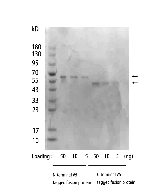 NA0127_Mouse Anti V5 Tag Antibody, mAb