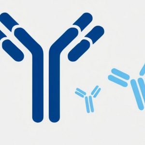 NA0090_Mouse Anti-Rabbit IgG Antibody[HRP], mAb